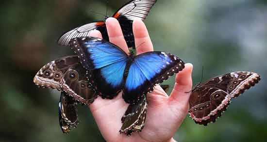 تعبیر خواب پروانه مرده معنی پروانه مرده در خواب های ما چیست تعبیر خواب پروانه مرده معنی پروانه مرده در خواب های ما چیست