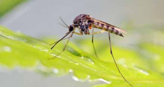 تعبیر خواب پشه در گوش رفتن معنی پشه در گوش رفتن در خواب های ما چیست