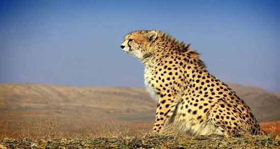 تعبیر خواب پلنگ امام صادق معنی پلنگ در خواب های ما از نظر امام صادق چیست