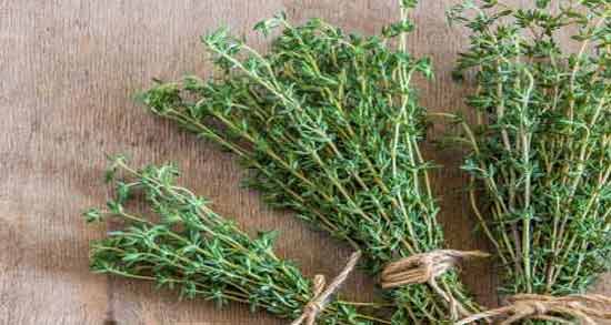 تعبیر خواب چیدن آویشن معنی چیدن آویشن در خواب های ما چیست