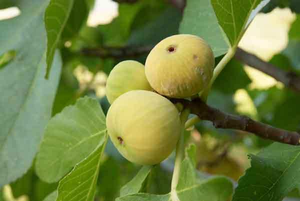 تعبیر خواب چیدن انجیر زرد از درخت + معنی چیدن انجیر زرد از درخت در خواب های ما چیست