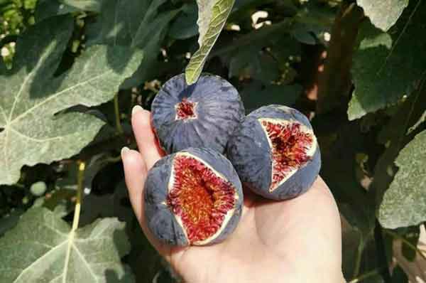 تعبیر خواب چیدن انجیر سیاه از درخت + معنی چیدن انجیر سیاه از درخت در خواب های ما چیست