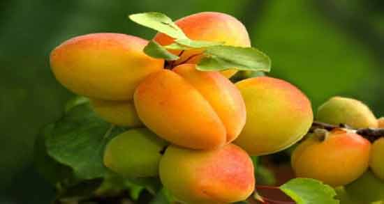 تعبیر خواب چیدن زردآلو از درخت معنی چیدن زردآلو از درخت در خواب های ما چیست