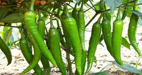 تعبیر خواب چیدن فلفل سبز شیرین ، معنی چیدن فلفل سبز شیرین در خواب های ما چیست