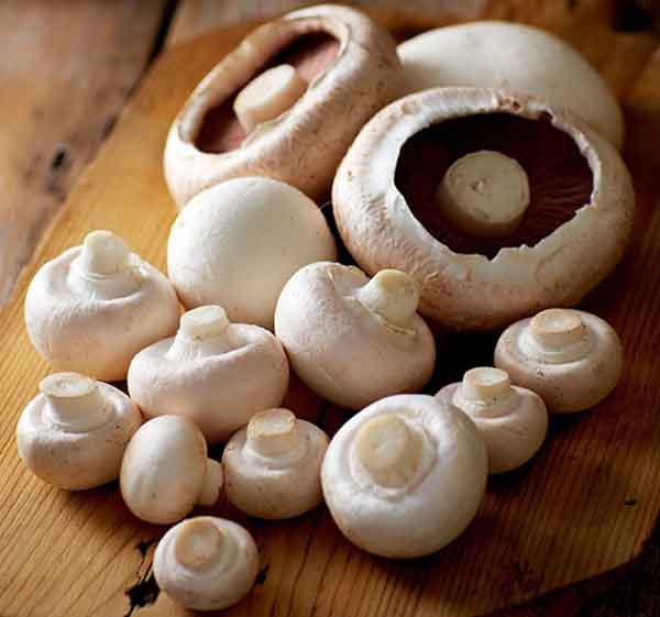 تعبیر خواب چیدن قارچ ابن سیرین + معنی چیدن قارچ از نظر ابن سیرین در خواب های ما چیست