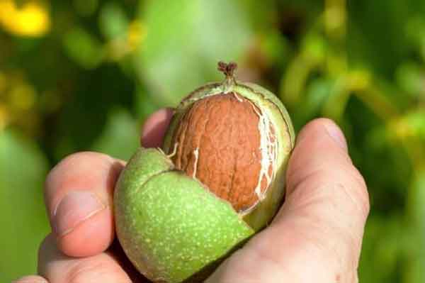 تعبیر خواب چیدن گردو سبز از درخت + معنی چیدن گردو سبز از درخت در خواب چیست تعبیر خواب چیدن گردو سبز از درخت + معنی چیدن گردو سبز از درخت در خواب چیست