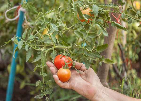تعبیر خواب چیدن گوجه فرنگی حضرت یوسف + معنی چیدن گوجه فرنگی از نظر حضرت یوسف