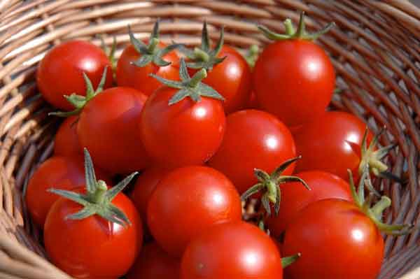 تعبیر خواب چیدن گوجه فرنگی قرمز + معنی چیدن گوجه فرنگی قرمز در خواب ها چیست