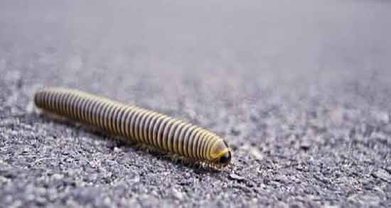 تعبیر خواب کرم ابن سیرین معنی کرم در خواب های ما از نظر ابن سیرین چیست تعبیر خواب کرم ابن سیرین معنی کرم در خواب های ما از نظر ابن سیرین چیست