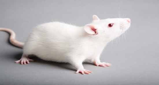 تعبیر خواب کشتن موش نی نی سایت معنی کشتن موش در خواب های ما چیست