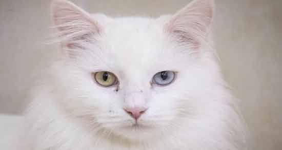 تعبیر خواب گربه سفید ابن سیرین معنی گربه سفید در خواب های ما از نظر ابن سیرین چیست