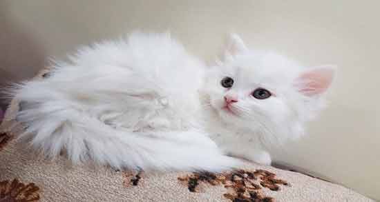 تعبیر خواب گربه سفید نی نی سایت معنی گربه سفید در خواب های ما چیست