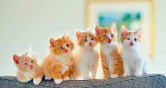 تعبیر خواب گربه و بچه گربه در خانه معنی گربه و بچه گربه در خانه در خواب های ما چیست