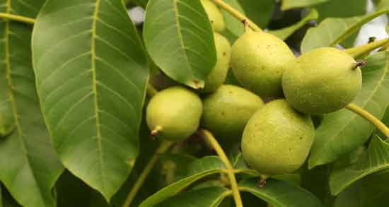 تعبیر خواب گردو برای دختر مجرد معنی گردو برای دختر مجرد در خواب چیست