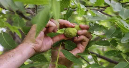تعبیر خواب گردو چیدن از درخت معنی گردو چیدن از درخت در خواب های ما چیست