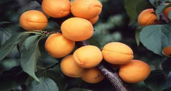 تعبیر خواب گرفتن زردآلو از مرده معنی گرفتن زردآلو از مرده در خواب های ما چیست