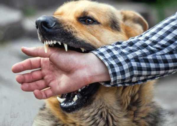 تعبیر خواب گرگ گاز گرفتن + معنی گرگ گاز گرفتن در خواب چیست