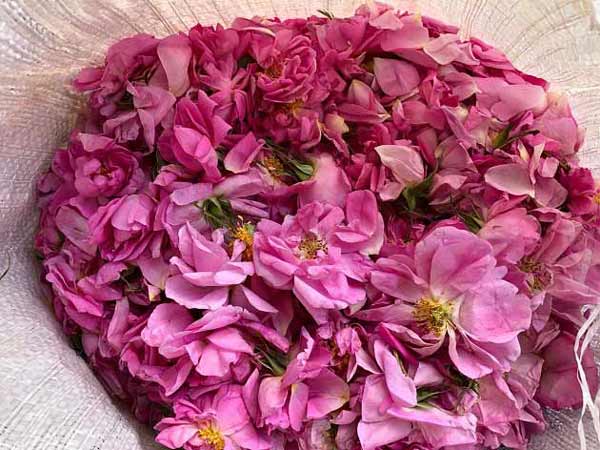 تعبیر خواب گل محمدی ابن سیرین + معنی گل محمدی از نظر ابن سیرین چیست همگی در سایت پارس خبر.امیدواریم این مطلب که حاصل تلاش تیم تعبیر خواب سایت است مورد توجه شما سروران گرامی قرار گیرد.