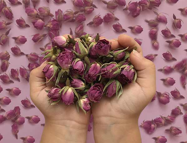 تعبیر خواب گل محمدی برای دختر مجرد + معنی گل محمدی برای دختر مجرد چیست