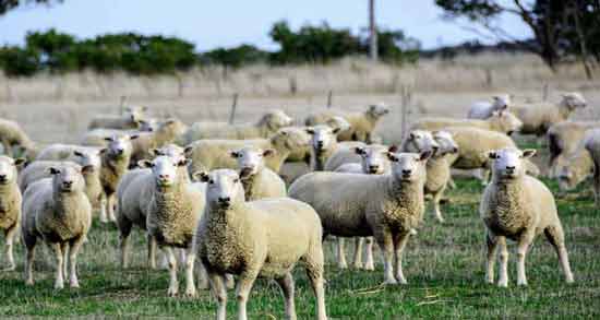 تعبیر خواب گوسفند ابن سیرین معنی گوسفند در خواب های ما از نظر ابن سیرین چیست تعبیر خواب گوسفند ابن سیرین معنی گوسفند در خواب های ما از نظر ابن سیرین چیست