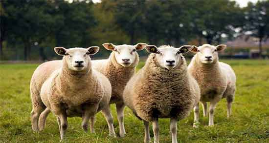 تعبیر خواب گوسفند امام صادق معنی گوسفند در خواب های ما از نظر امام صادق چیست