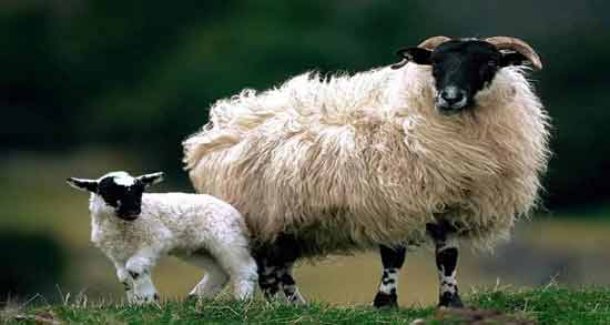 تعبیر خواب گوسفنده بره معنی گوسفنده بره در خواب های ما چیست