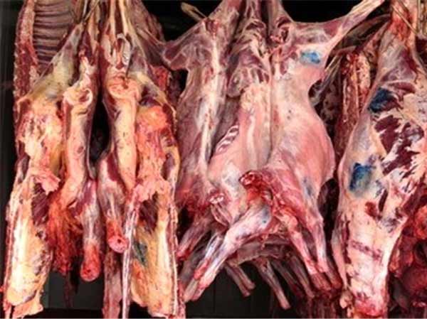 تعبیر خواب گوشت گرگ + معنی گوشت گرگ در خواب چیست