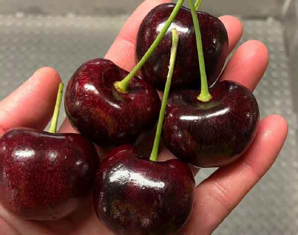 تعبیر خواب گیلاس درشت + معنی گیلاس درشت در خواب های ما چیست