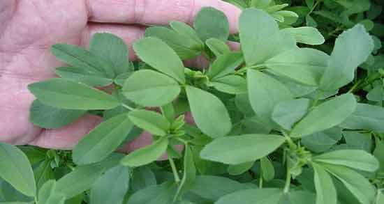 تعبیر خواب یونجه برای زن باردار و یونجه کاشتن و خوردن و آتش گرفتن انبار یونجه