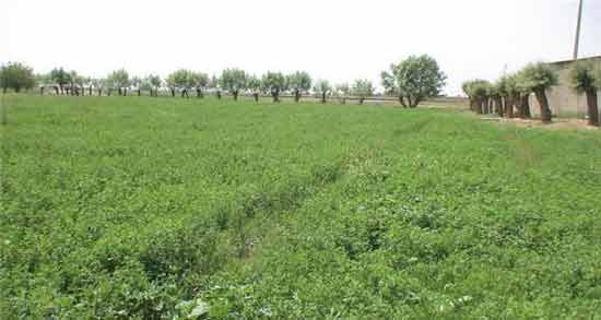 تعبیر خواب یونجه کاشتن ، معنی یونجه کاشتن در خواب های ما چیست