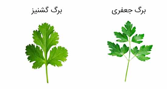 تفاوت جعفری و گشنیز ؛ آشنایی با تفاوت های بین جعفری و گشنیز