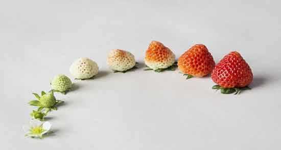 توت فرنگی برای تب کودک ؛ تاثیر مصرف توت فرنگی برای کاهش تب در بدن