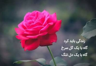 جملات زیبا درباره گل و سخنان آموزنده با کلمه گل