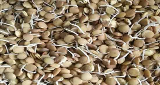 جوانه عدس برای نوزاد نی نی سایت ؛ خواص و مضرات دادن جوانه عدس به نوزاد