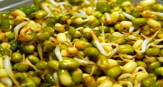 جوانه ماش برای دیابت و خواص و مضرات خوردن جوانه ماش برای افراد دیابتی جوانه ماش برای دیابت ؛ خواص و مضرات خوردن جوانه ماش برای افراد دیابتی