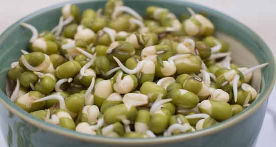 جوانه ماش برای فنچ و خواص و مضرات دادن جوانه ماش به فنچ جوانه ماش برای فنچ ؛ خواص و مضرات دادن جوانه ماش به فنچ