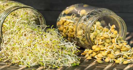 جوانه گندم از چند ماهگی مجازه ؛ از چه ماهی می توان به نوزاد جوانه گندم داد؟