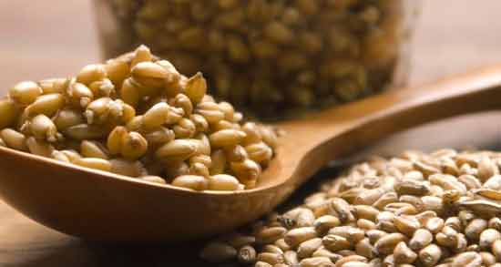 جوانه گندم با شیر سرد یا گرم ؛ طبیعت جوانه گندم با شیر چگونه است
