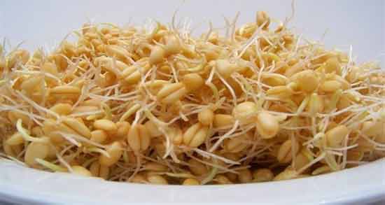 جوانه گندم برای سفیدی مو ؛ تاثیر استفاده از جوانه گندم برای درمان سفیدی مو