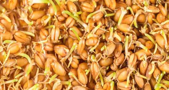 جوانه گندم سبوس دارد ؛ چه میزان سبوس در جوانه گندم وجود دارد