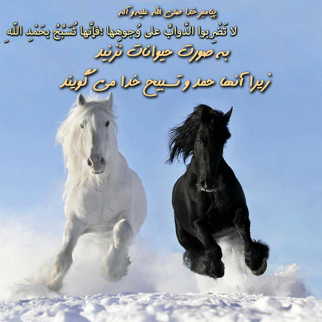 حدیث در مورد حیوانات (نقل قول های مذهبی در مورد حیوانات خانگی و وحشی)