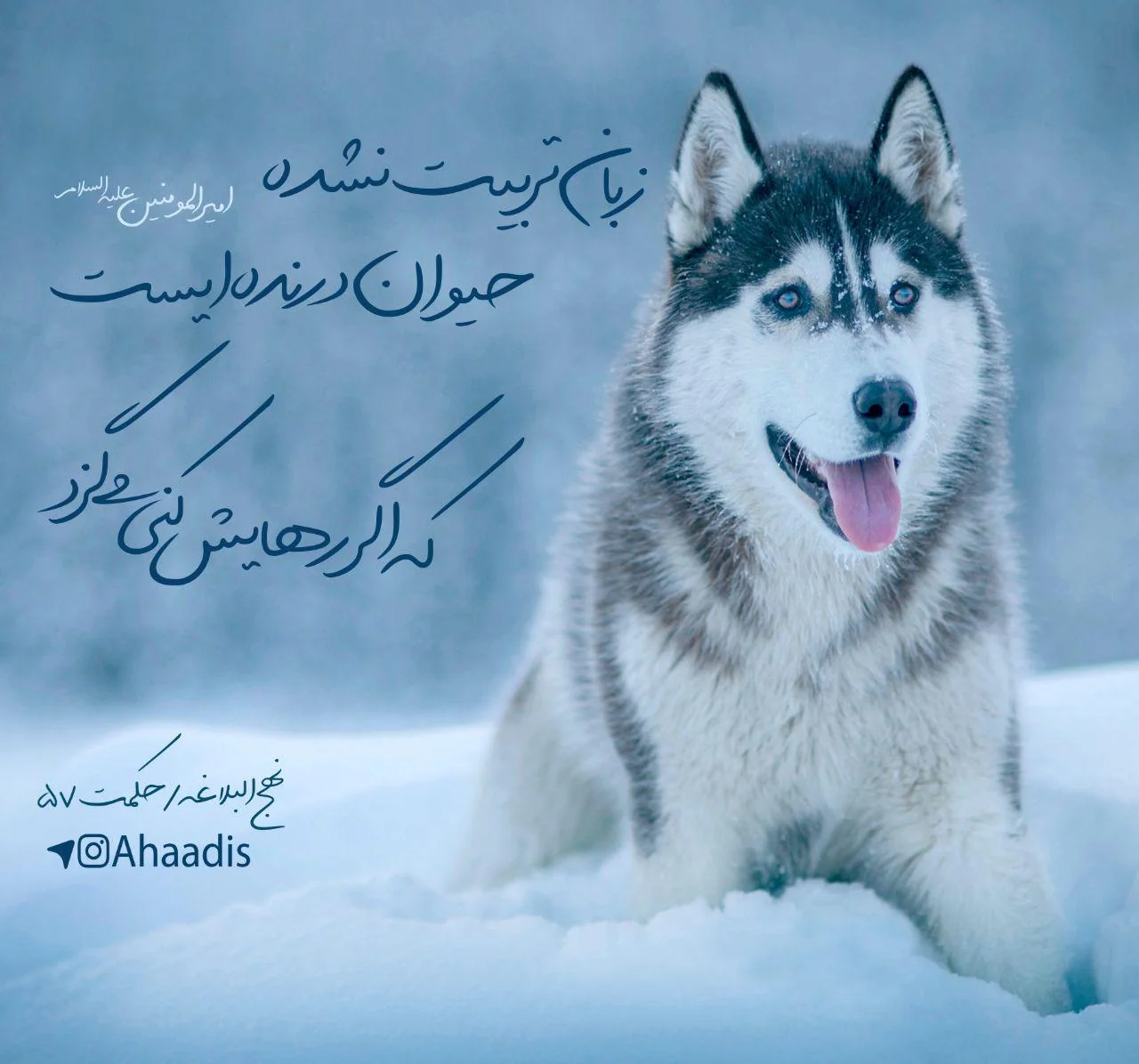 حدیث در مورد حیوانات (نقل قول های مذهبی در مورد حیوانات خانگی و وحشی)