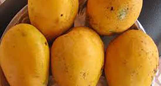 خاصیت انبه برای جنین ؛ تاثیر مصرف انبه برای زیبایی جنین زنان باردار