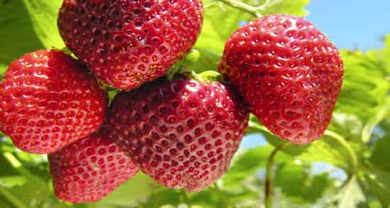 خاصیت توت فرنگی برای کبد ؛ فواید خوردن توت فرنگی برای درمان بیماری های کبد