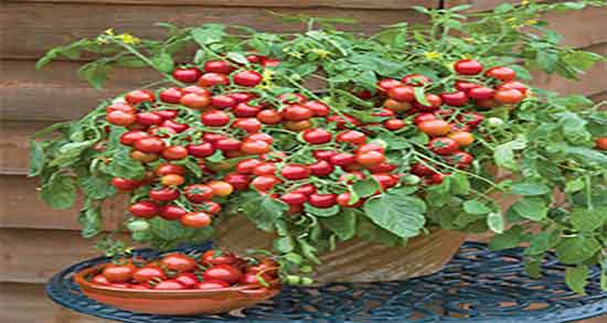خاصیت گوجه گیلاسی ایا مصرف گوجه گیلاسی برای لاغری بدن مفیده