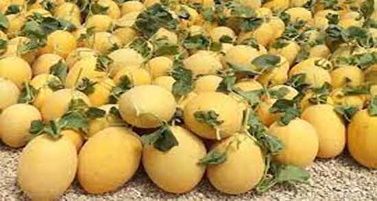 خربزه و رفلاکس معده ؛ فواید و مضرات خوردن خربزه برای رفلاکس معده