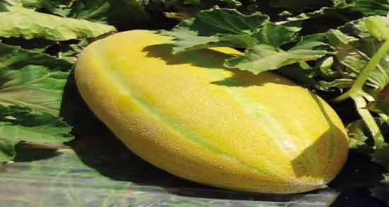 خربزه و قند خون ؛ تاثیر خوردن خربزه برای قند خون