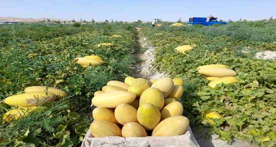 خربزه و چربی خون ؛ تاثیر خوردن خربزه برای چربی خون