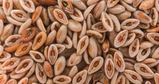 خواص اسفرزه برای کیست تخمدان ؛ از بین بردن کیست تخمدان با مصرف اسفرزه