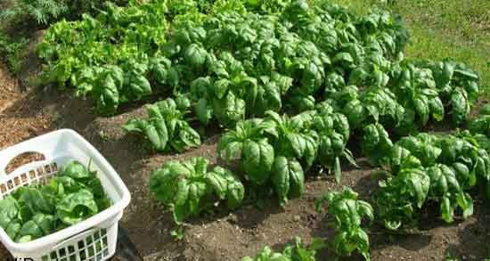 خواص اسفناج پخته برای لاغری ؛ فواید مصرف اسفناج برای چربی سوزی بدن